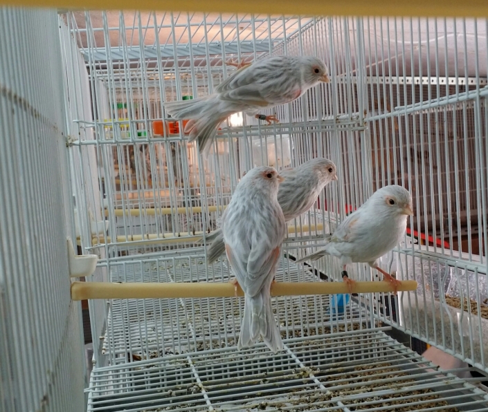 Canarios cobalto rojo mosaico Pájaros. Compra venta de pájaros, jaulas y  accesorios